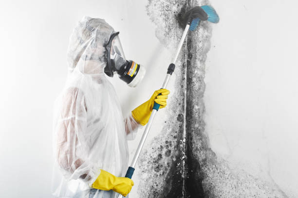 Best Mold Odor Removal Services  in Walker Mill, MD
