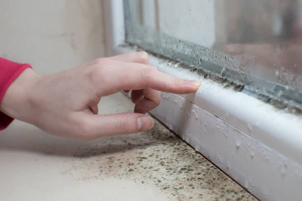 Best Mold-Related Health Consultation  in Walker Mill, MD