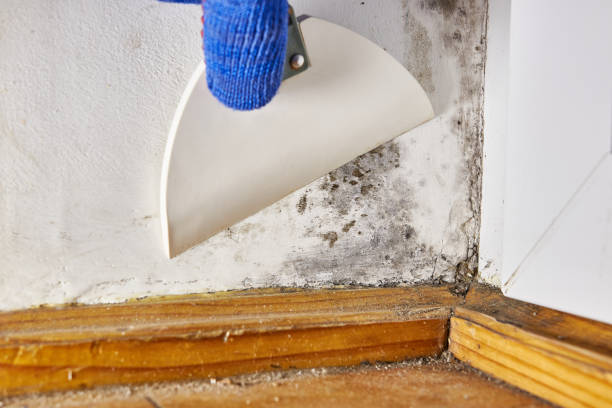 Best Crawl Space Mold Remediation  in Walker Mill, MD